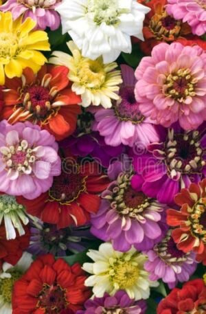 Deluxe Flowers2