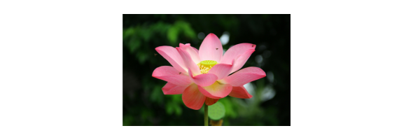 Purple Orchid Elegance - Image 3