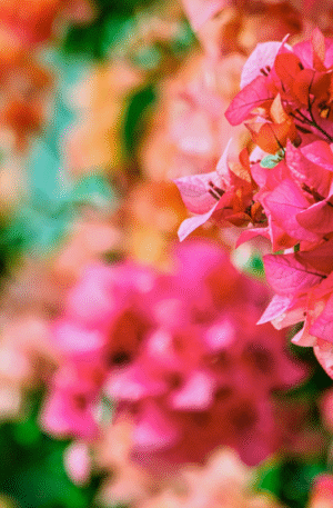 Purple Orchid Elegance